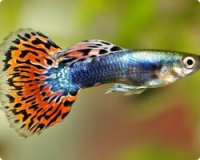 Imagem do produto Guppies